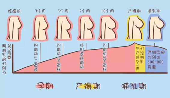 为什么说胸一痛怀孕就没戏了(孕期乳房的变化过程图)_好妈妈育儿网