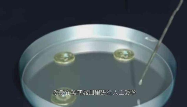 试管婴儿痛苦大吗(试管婴儿3D模拟图全过程)