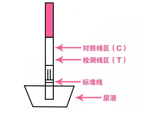 测排卵试纸什么时候同房容易怀孕(排卵试纸使用方法及怎么看)