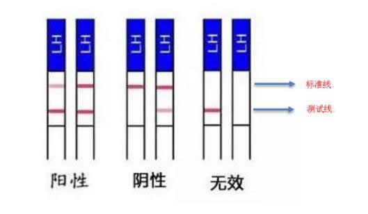 测排卵试纸什么时候同房容易怀孕(排卵试纸使用方法及怎么看)