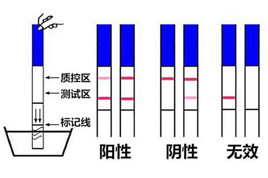 测排卵出现一深一浅色多久会排卵(排卵试纸怎么看是排卵)