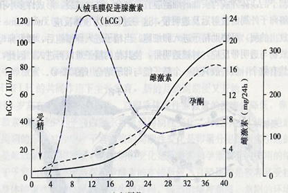 整个孕期hcg变化曲线图(正常妊娠hcg和孕酮的参考图)