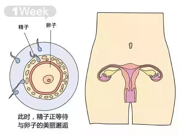 怀孕1-40周胎儿发育过程指标图解