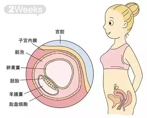 怀孕1-40周胎儿发育过程指标图解