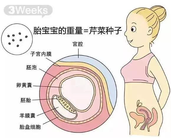 怀孕1-40周胎儿发育过程指标图解