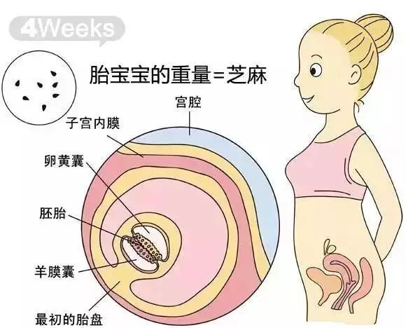 怀孕1-40周胎儿发育过程指标图解