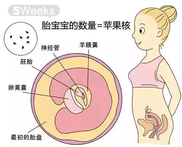 怀孕1-40周胎儿发育过程指标图解