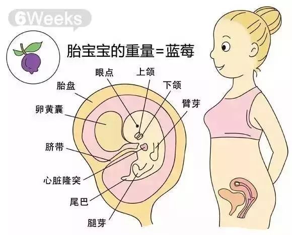 怀孕1-40周胎儿发育过程指标图解