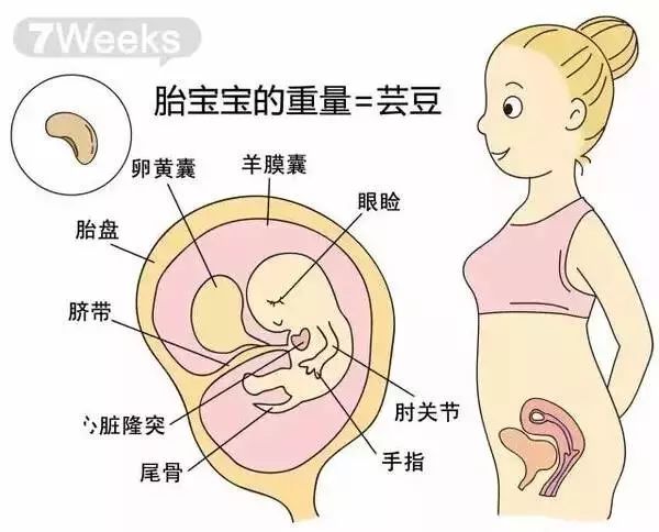 怀孕1-40周胎儿发育过程指标图解