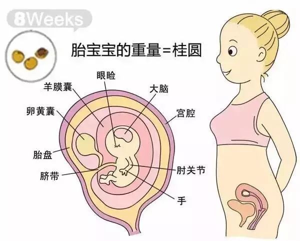 怀孕1-40周胎儿发育过程指标图解