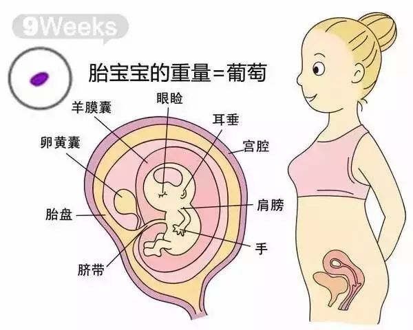 怀孕1-40周胎儿发育过程指标图解