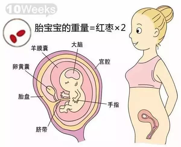 怀孕1-40周胎儿发育过程指标图解