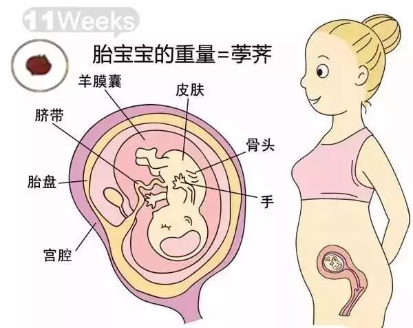 怀孕1-40周胎儿发育过程指标图解