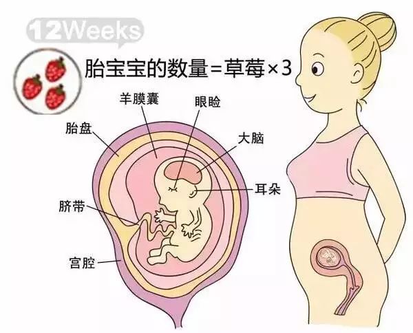 怀孕1-40周胎儿发育过程指标图解