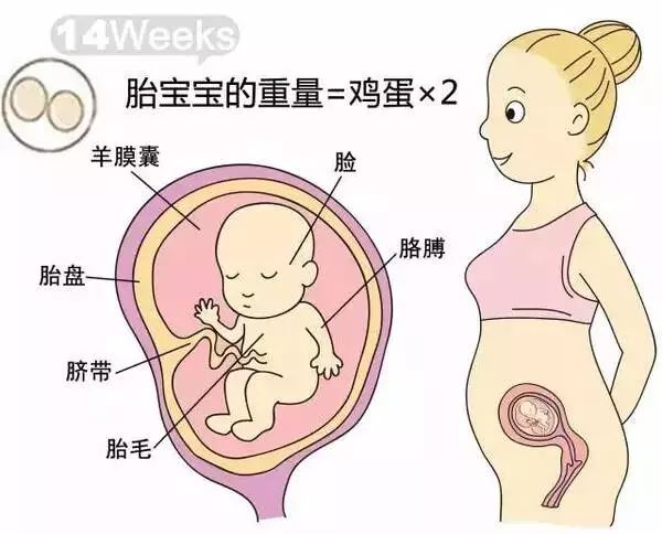 怀孕1-40周胎儿发育过程指标图解