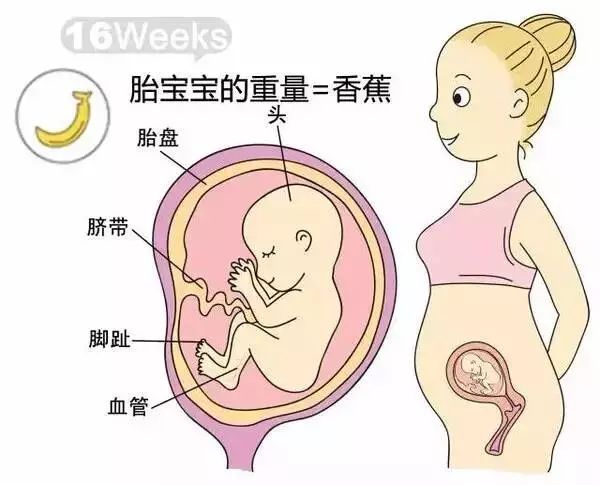 怀孕1-40周胎儿发育过程指标图解