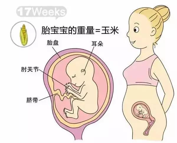 怀孕1-40周胎儿发育过程指标图解