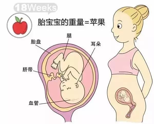 怀孕1-40周胎儿发育过程指标图解