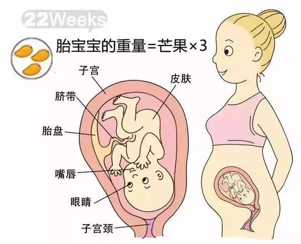 怀孕1-40周胎儿发育过程指标图解