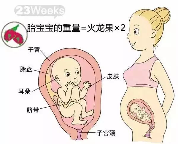 怀孕1-40周胎儿发育过程指标图解