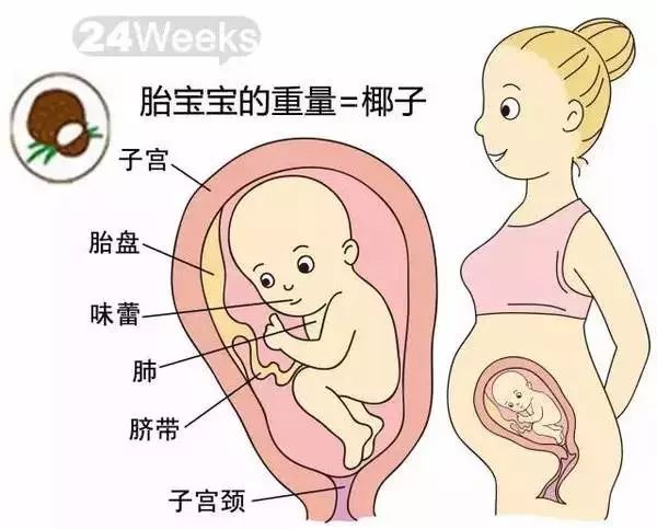 怀孕1-40周胎儿发育过程指标图解