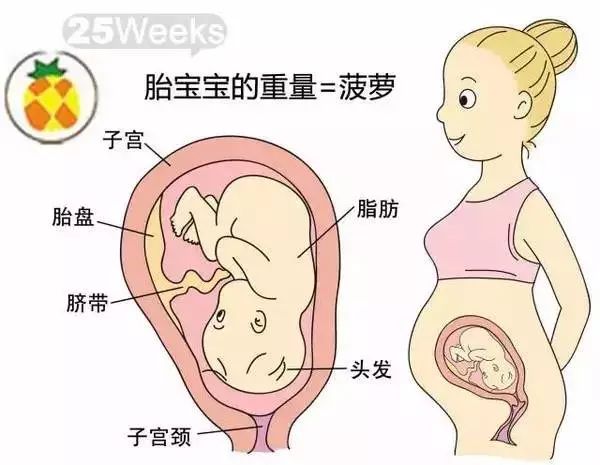 怀孕1-40周胎儿发育过程指标图解