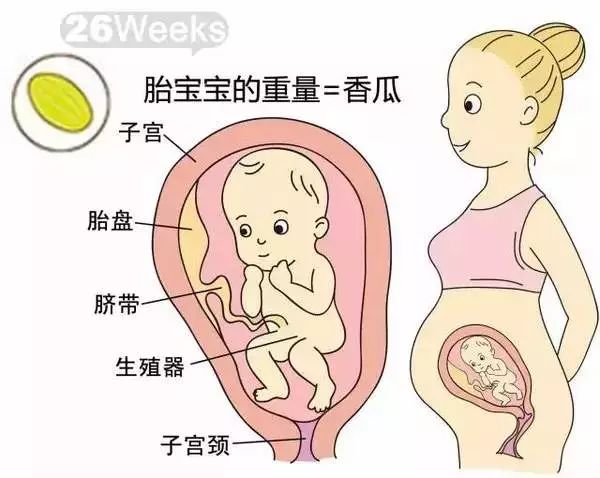 怀孕1-40周胎儿发育过程指标图解