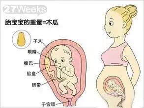 怀孕1-40周胎儿发育过程指标图解