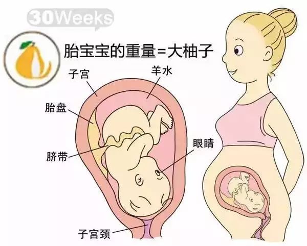 怀孕1-40周胎儿发育过程指标图解