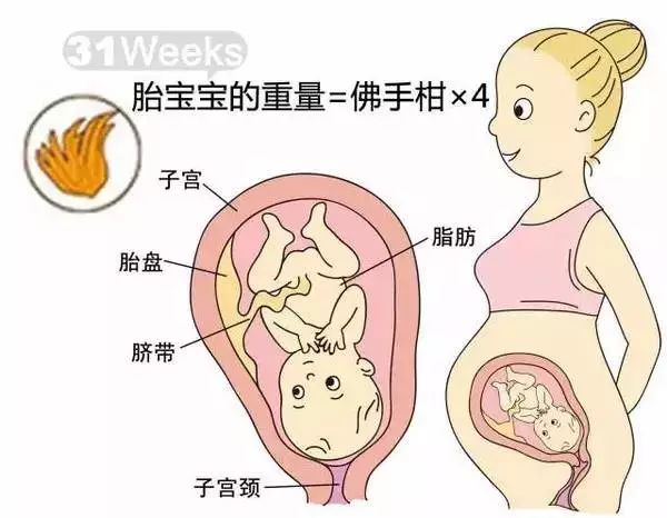 怀孕1-40周胎儿发育过程指标图解