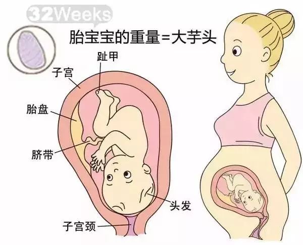 怀孕1-40周胎儿发育过程指标图解