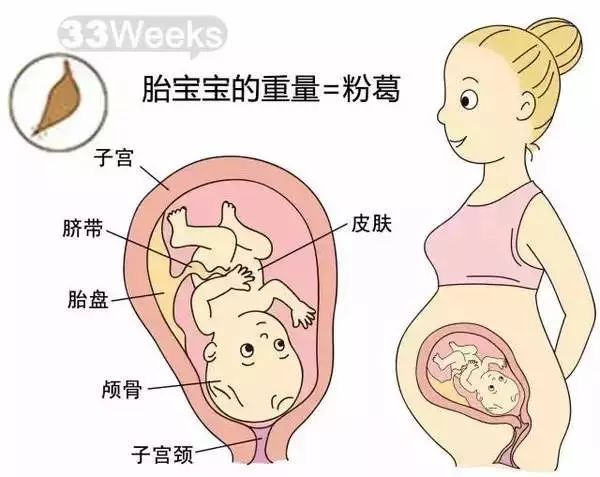 怀孕1-40周胎儿发育过程指标图解