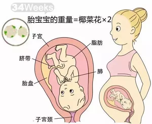 怀孕1-40周胎儿发育过程指标图解