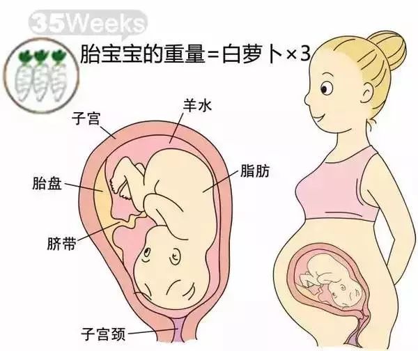 怀孕1-40周胎儿发育过程指标图解