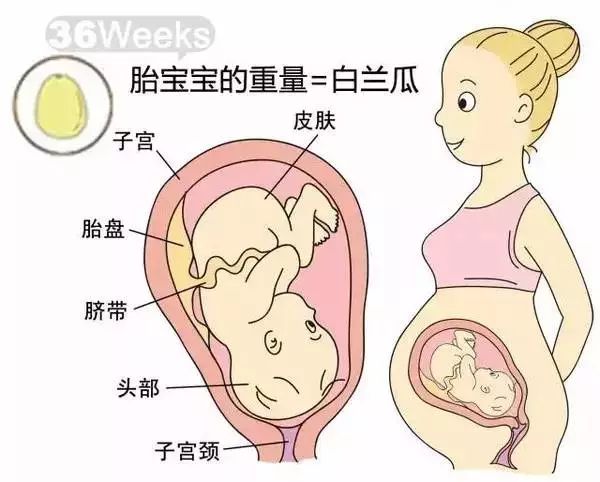 怀孕1-40周胎儿发育过程指标图解