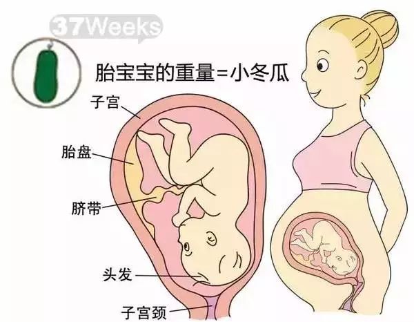 怀孕1-40周胎儿发育过程指标图解