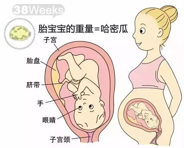 怀孕1-40周胎儿发育过程指标图解