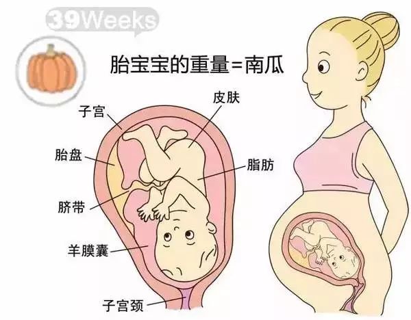 怀孕1-40周胎儿发育过程指标图解