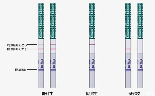 大卫早孕试纸对照图解(大卫早早孕试纸几天出结果)