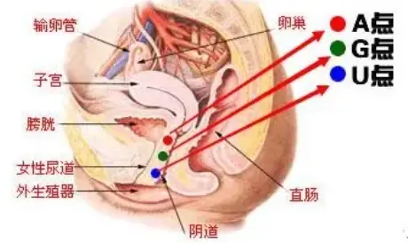 女孩子能承受的最大深度是多少(女人到底能承受多大的丁丁)