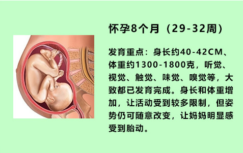 怀孕1-9个月胎儿变化图(发育过程)