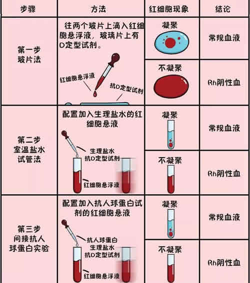 一千万人里有多少熊猫血的人(10大稀有血型排名)