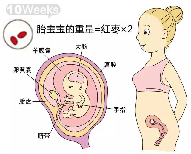 胎儿1-40周发育情况图 正常胎儿一周会长多少