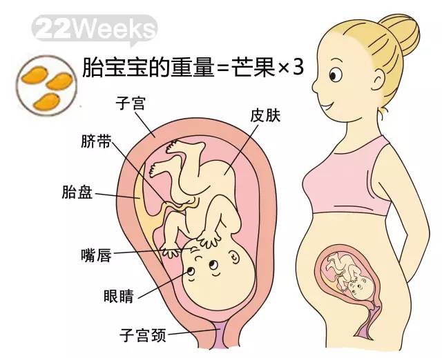 胎儿1-40周发育情况图 正常胎儿一周会长多少