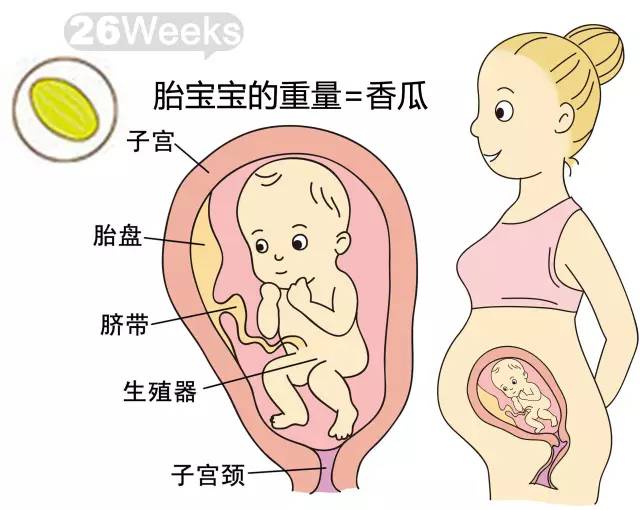 胎儿1-40周发育情况图 正常胎儿一周会长多少