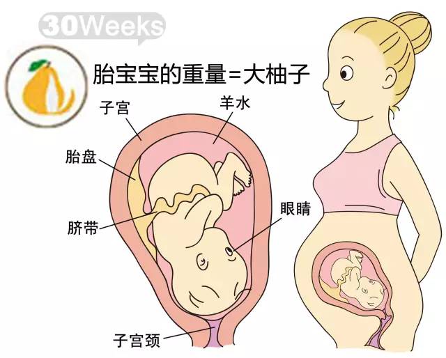 胎儿1-40周发育情况图 正常胎儿一周会长多少