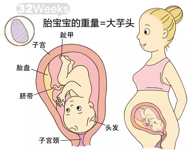 胎儿1-40周发育情况图 正常胎儿一周会长多少