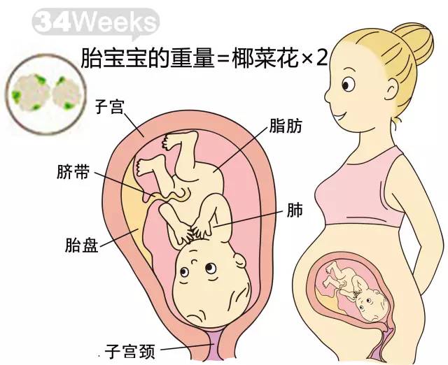 胎儿1-40周发育情况图 正常胎儿一周会长多少