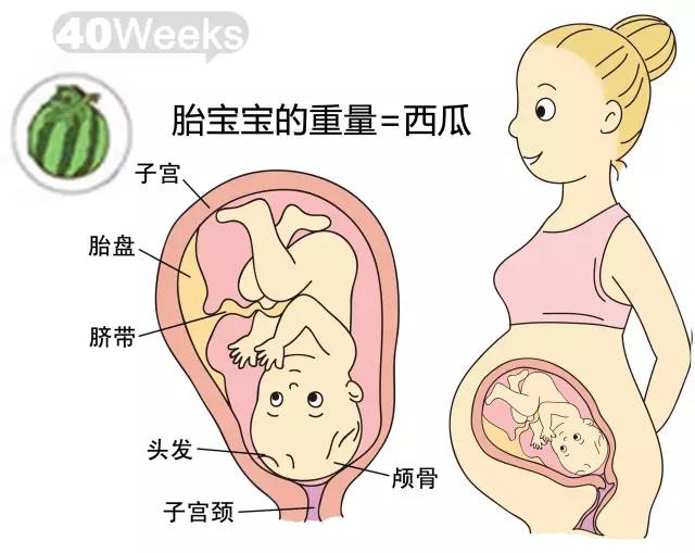 胎儿1-40周发育情况图 正常胎儿一周会长多少