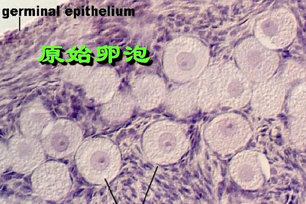 卵泡发育四个阶段图解(女性卵泡发育过程)